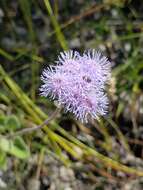 Plancia ëd Ageratum tehuacanum R. M. King & H. Rob.