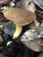 Boletus subtomentosus L. 1753 resmi