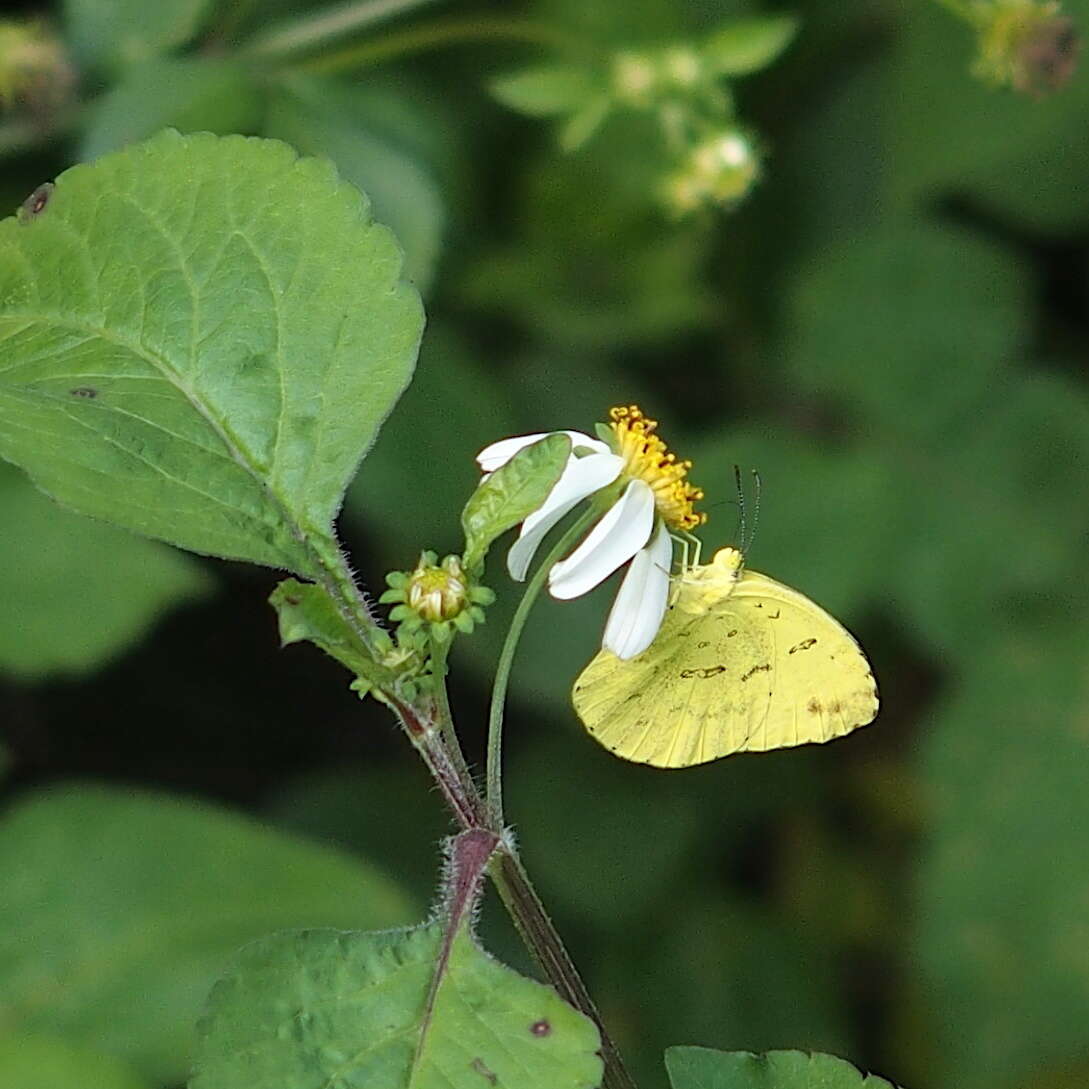 Image of <i>Eurema blanda arsakia</i>