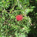 Image of red powderpuff