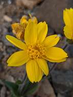 Image of narrowleaf arnica