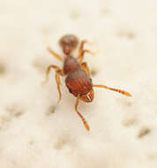 Image of Ant