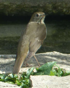 Image de Catharus minimus (Lafresnaye 1848)