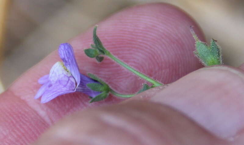 Image of violet snapdragon