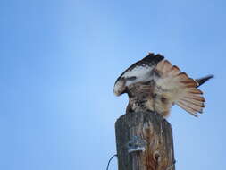 Imagem de Buteo jamaicensis calurus Cassin 1855