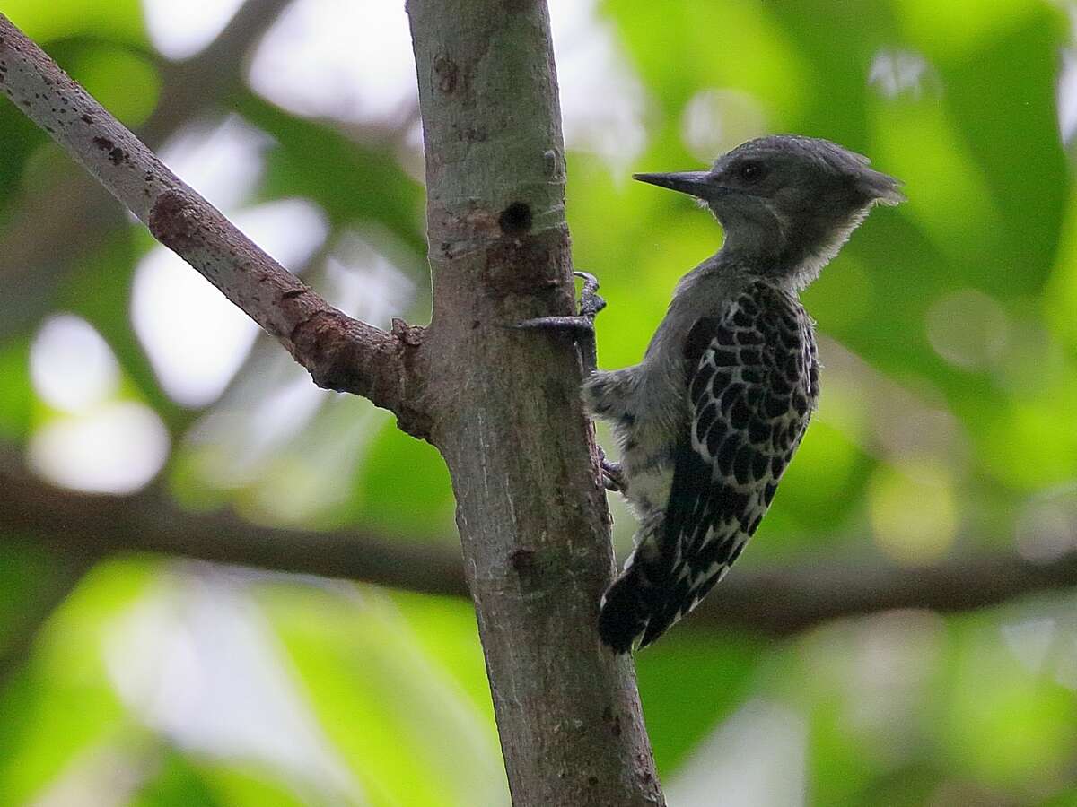 Image of Grey-and-buff Woodpecker