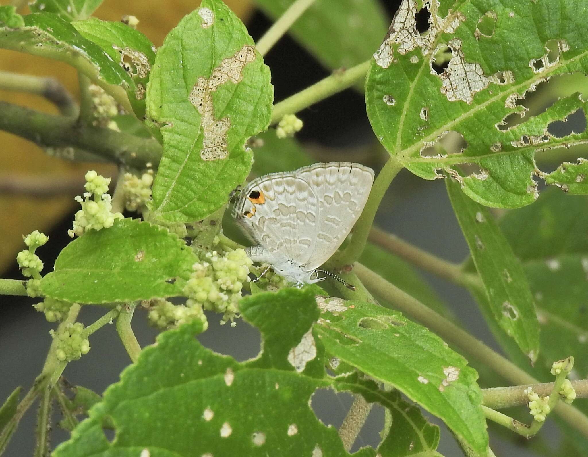 Image of Catopyrops florinda (Butler 1877)