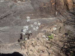 Image of Ornithogalum hispidum Hornem.