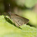 Слика од Cymaenes tripunctata Latreille 1824