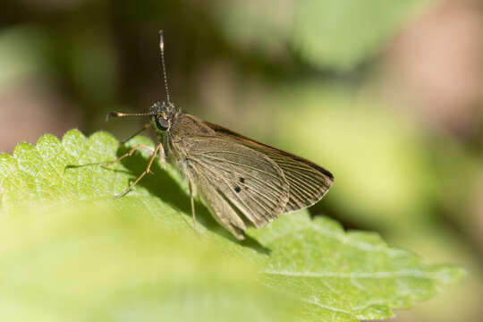 Слика од Cymaenes tripunctata Latreille 1824