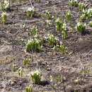 Imagem de Galanthus platyphyllus Traub & Moldenke