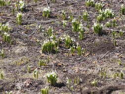 Image of Galanthus platyphyllus Traub & Moldenke