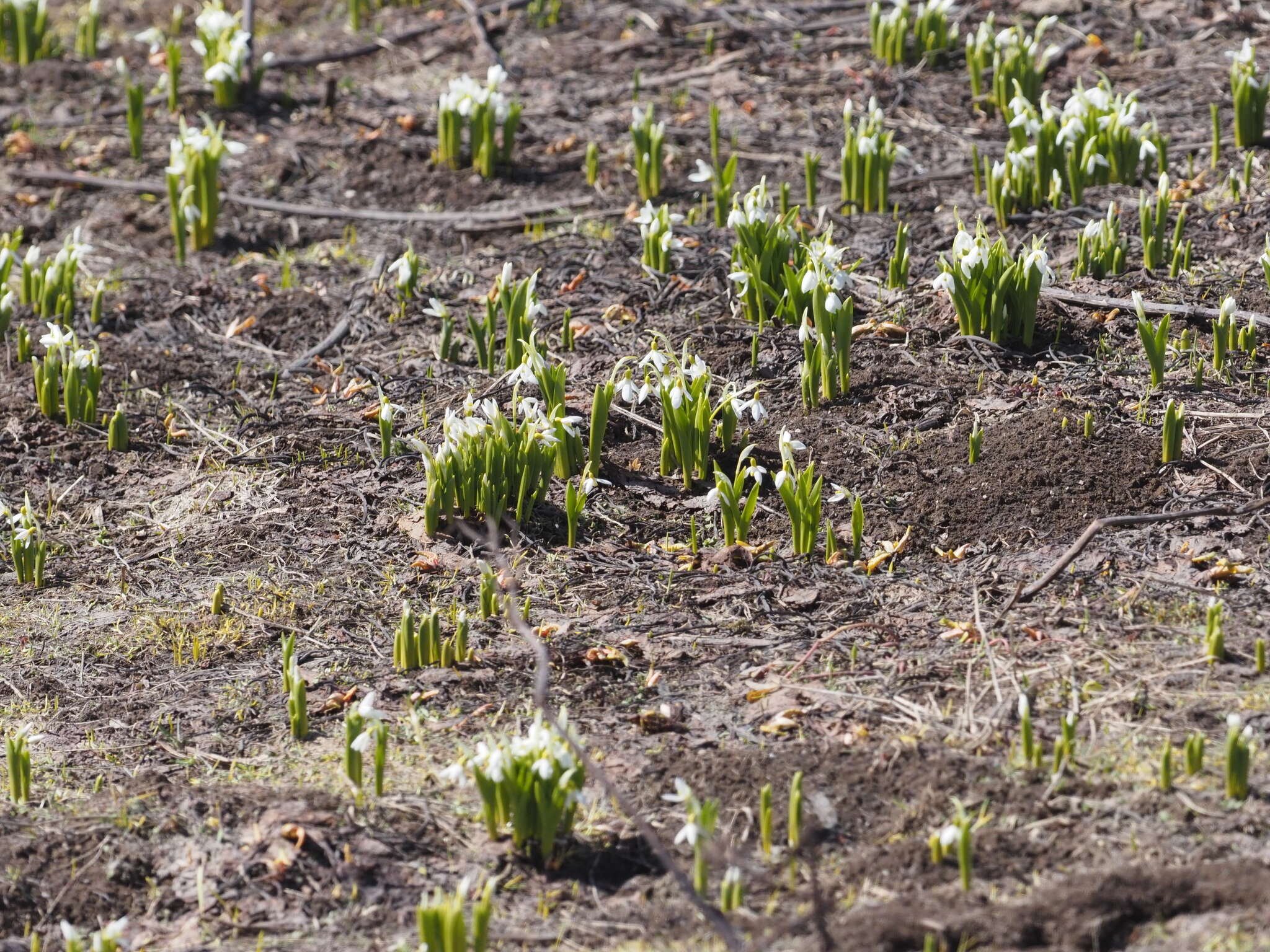 Image of Galanthus platyphyllus Traub & Moldenke