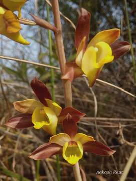 Eulophia pratensis Lindl.的圖片