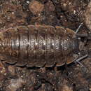 Image of Porcellio montanus Budde-Lund 1885