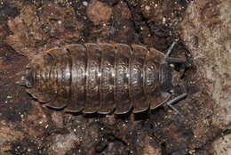 Image of Porcellio montanus Budde-Lund 1885