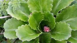 Image of Saxifraga urbium D. A. Webb