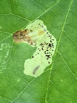 Image of Maple Leafblotch Miner