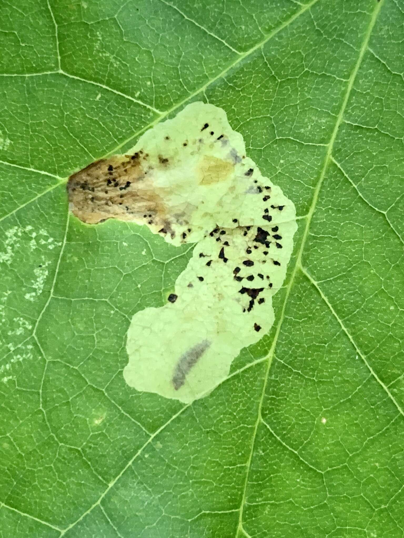 Image of Maple Leafblotch Miner