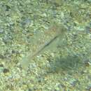 Image of Brush-tail toadfish