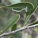 Image of Parectopa bumeliella Braun 1939