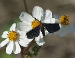 Image of White-tipped Black