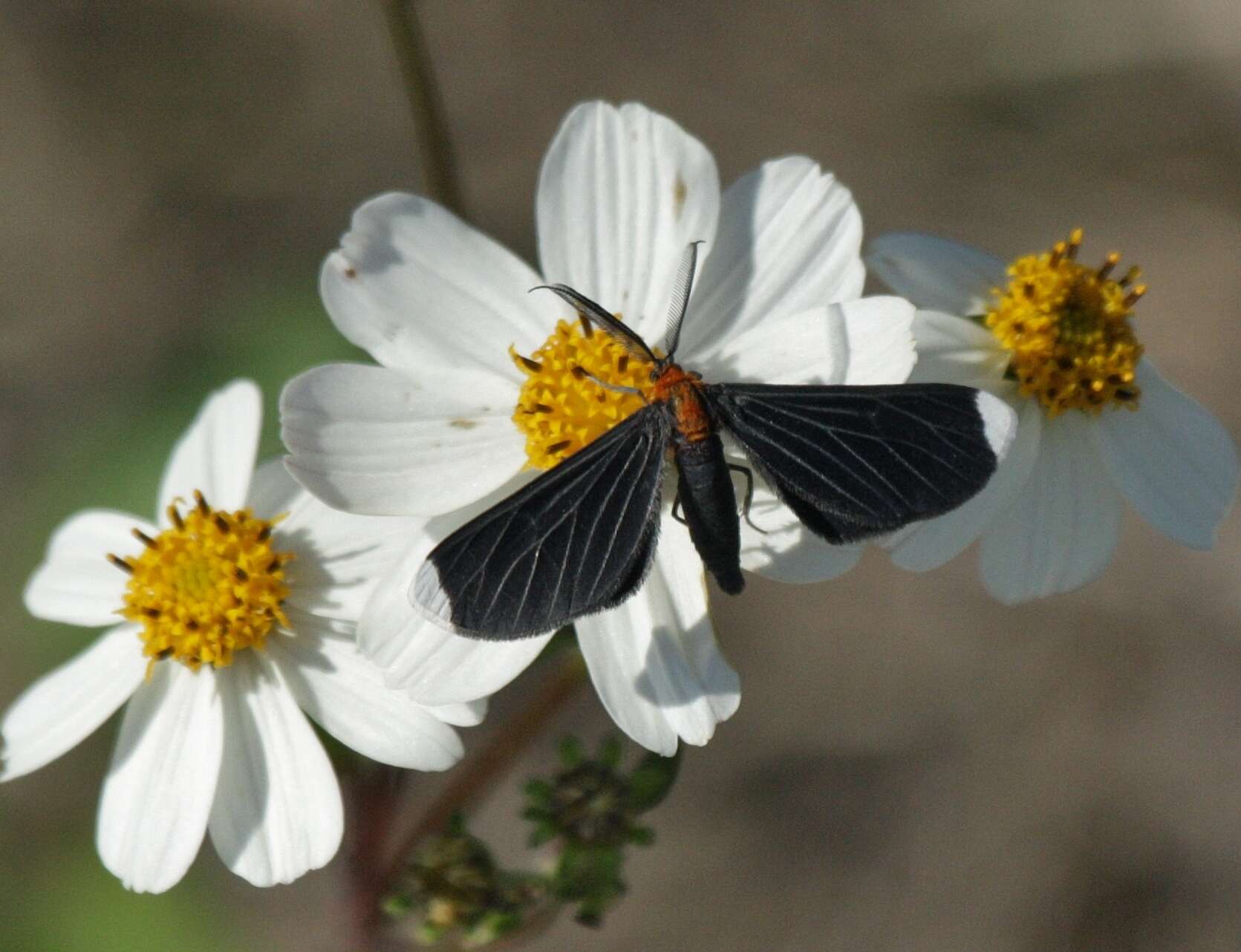 Image of White-tipped Black