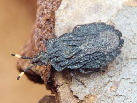 Image of Aradus (Aradus) signaticornis Sahlberg 1848