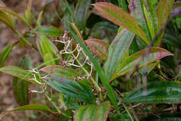 Image of Miconia robinsoniana Cogn.