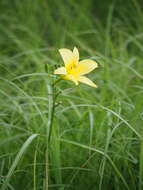 Image de Hemerocallis citrina var. vespertina (H. Hara) M. Hotta