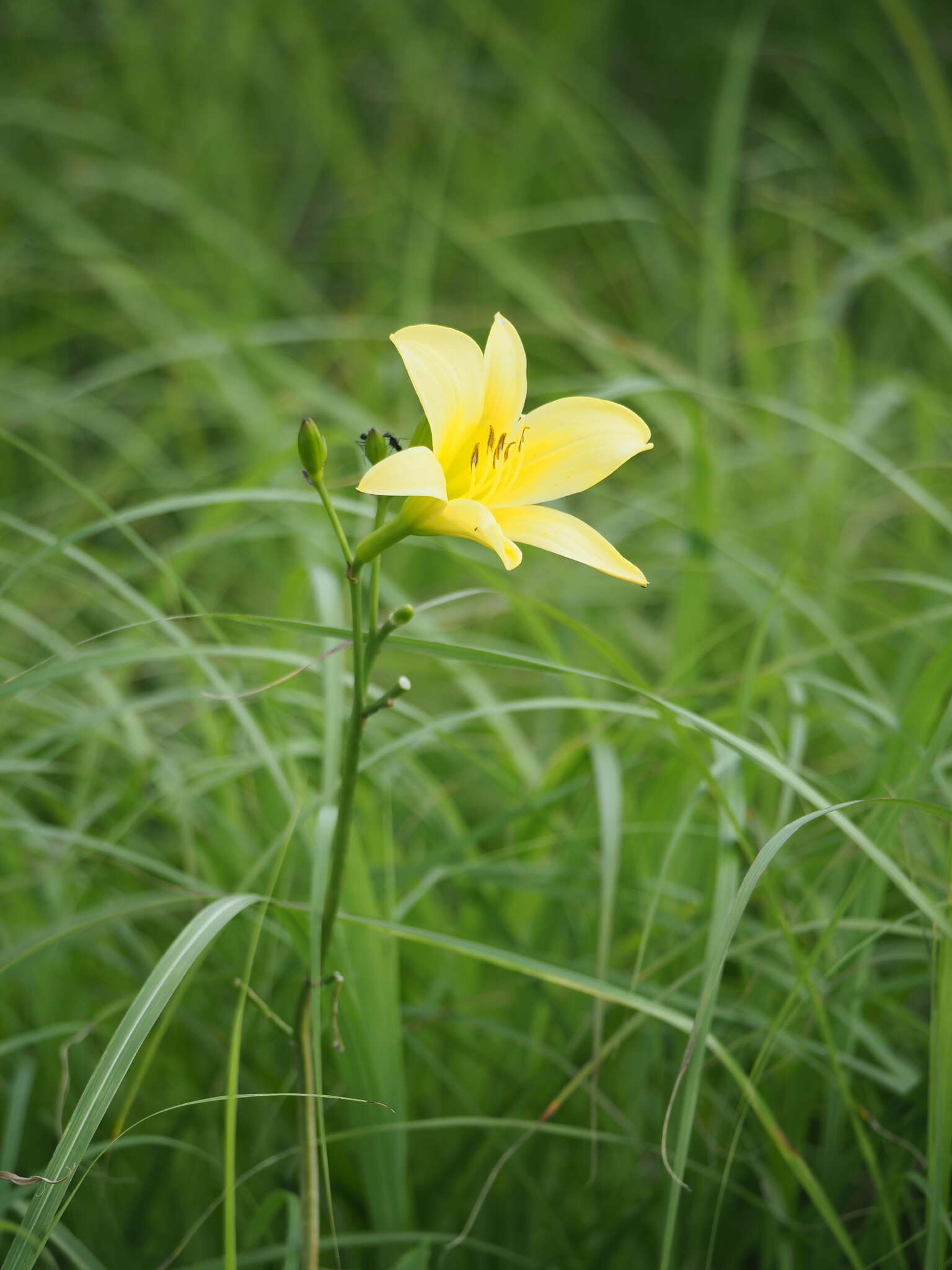 Image de Hemerocallis citrina var. vespertina (H. Hara) M. Hotta