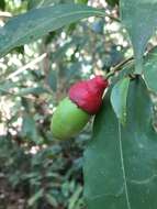 Image of Ocotea ciliata L. C. S. Assis & Mello-Silva