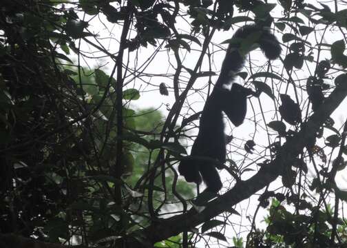 Imagem de Caxiú-preto