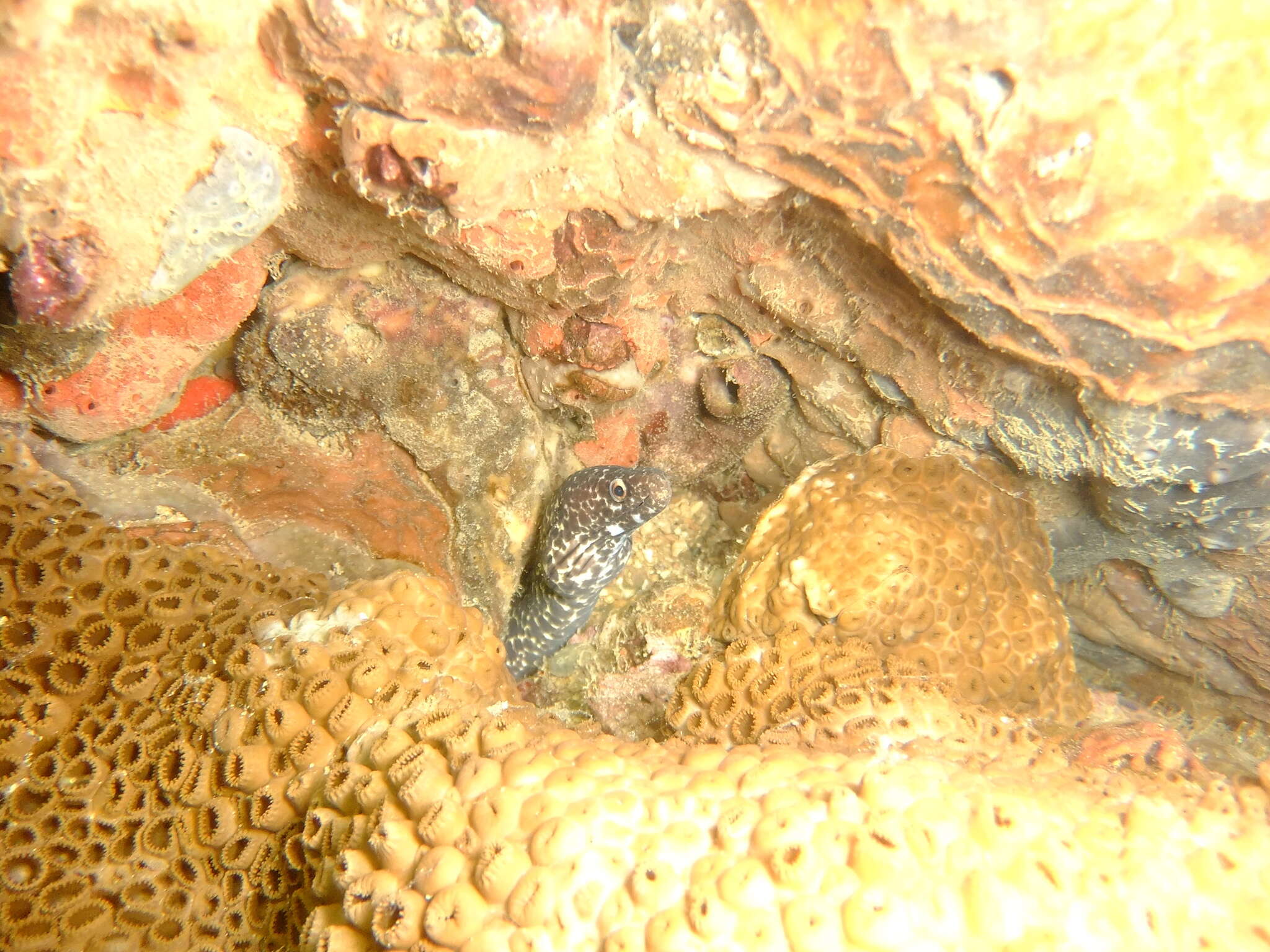 Image of Common Conger