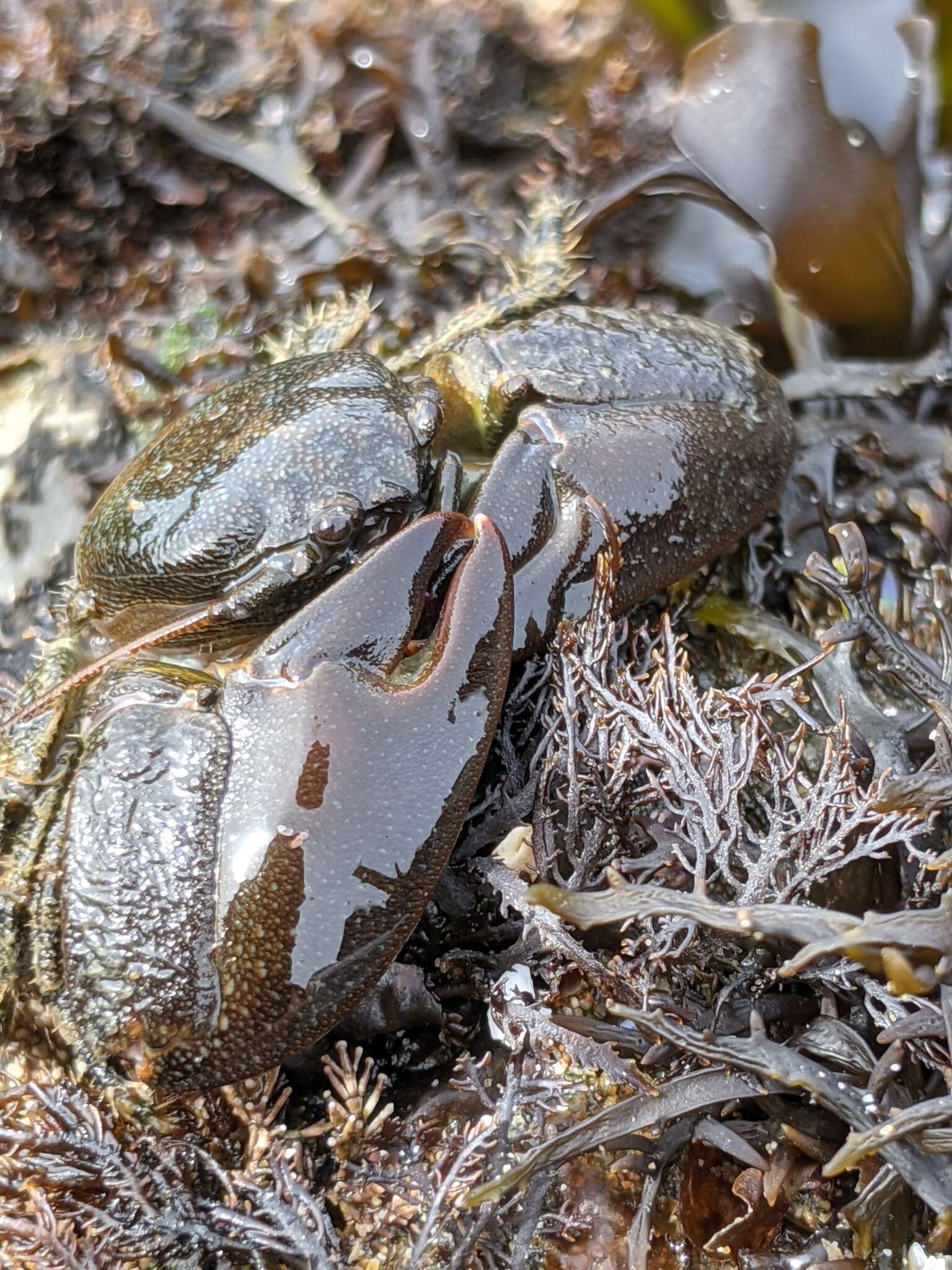 Image of Cabrillo porcelain crab