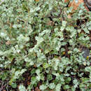 Image of Hermannia vestita Thunb.