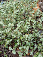 Image of Grey Dollsrose