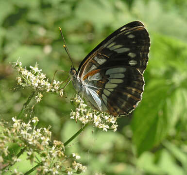 Image of Limenitis helmanni Lederer 1853