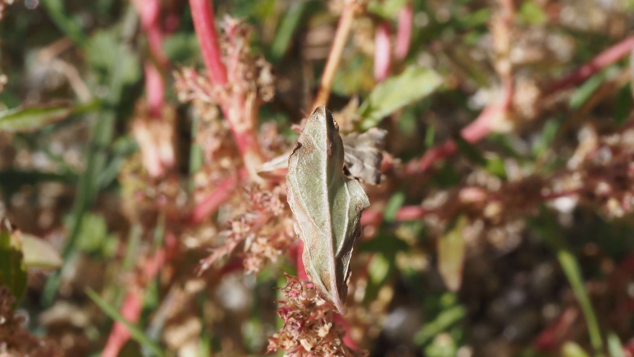 Image of Torrey's amaranthus