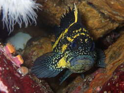 Image of China rockfish