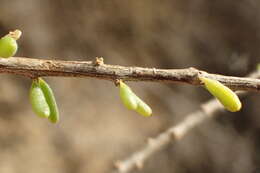 Image of California desert-thorn