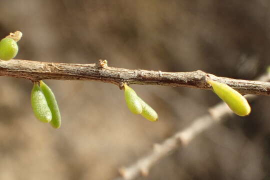 Imagem de Lycium californicum subsp. californicum