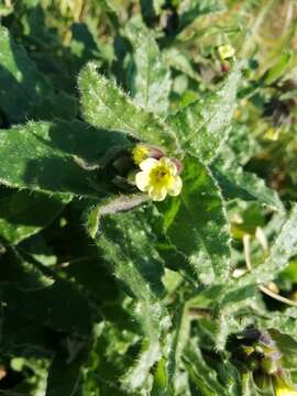 Image of yellow monkswort