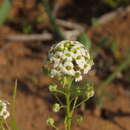 Image of Menonvillea linearis DC.