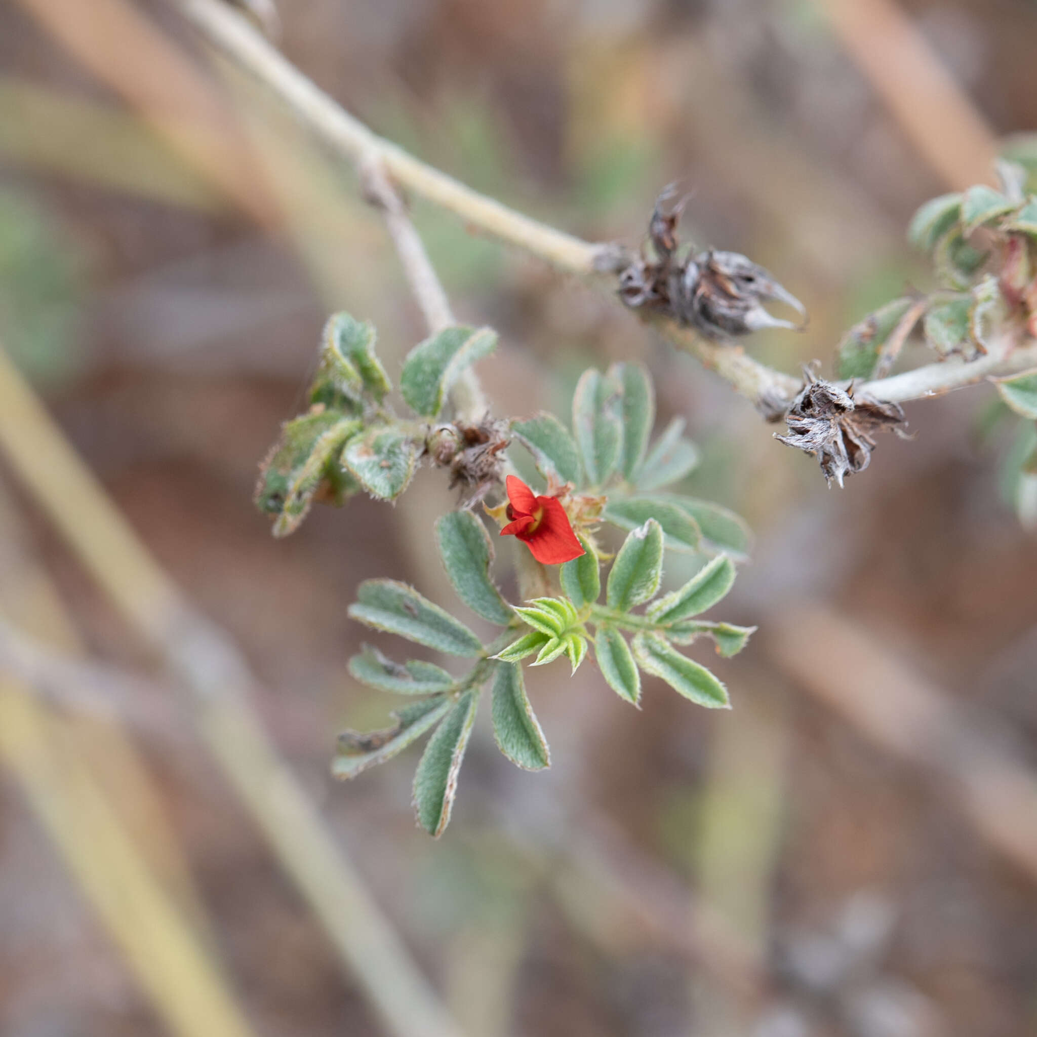 Plancia ëd Indigofera linnaei Ali