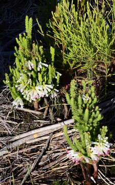 Image of Erica colorans Andr.