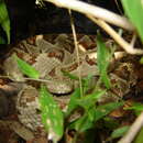 Image of Yucatan Neotropical Rattlesnake