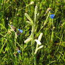 Image of Agave neonelsonii Thiede & Eggli