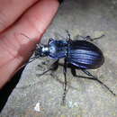 Carabus (Megodontus) exaratus Quensel ex Schönherr 1806 resmi