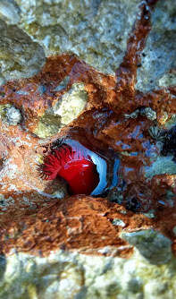 Image de Actinia mediterranea Schmidt 1971